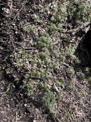 Sedum nuttallii