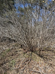Ungnadia speciosa