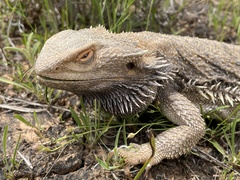 Pogona