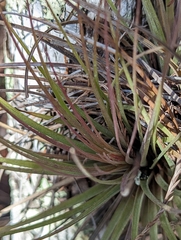 Tillandsia × floridana