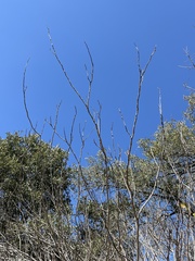 Ungnadia speciosa