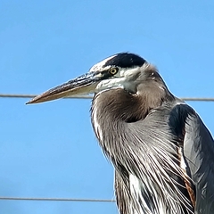 Ardea herodias