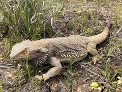 Pogona