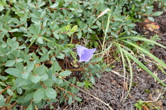 Campanula lasiocarpa