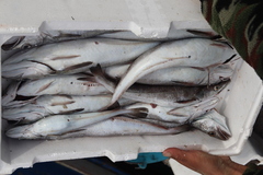 Merluccius merluccius