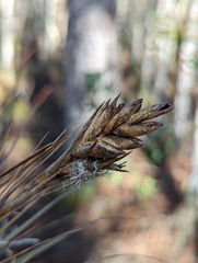 Tillandsia × floridana