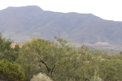 Populus deltoides wislizenii