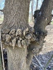 Agrobacterium radiobacter