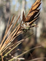 Tillandsia × floridana