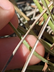 Tillandsia × floridana