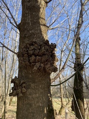 Agrobacterium radiobacter