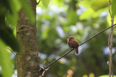 Malacoptila panamensis