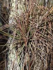 Tillandsia × floridana