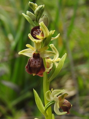 Ophrys exaltata archipelagi