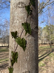 Bignonia capreolata