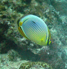 Chaetodon trifasciatus