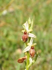 Ophrys exaltata archipelagi