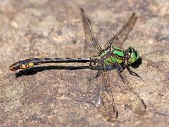 Ophiogomphus mainensis