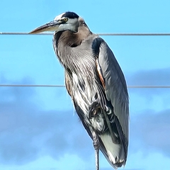Ardea herodias