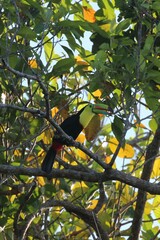 Ramphastos sulfuratus image