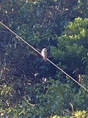 Megarynchus pitangua