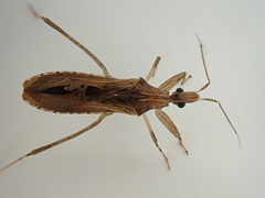 Oncocephalus