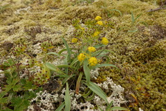 Bupleurum americanum