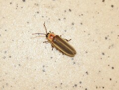 Photinus marginellus