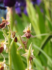Ophrys exaltata archipelagi