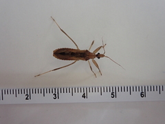 Oncocephalus