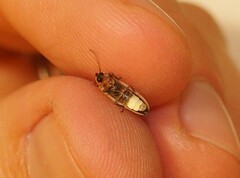 Photinus marginellus