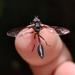 Salpingogaster