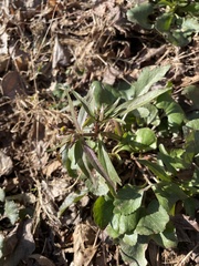 Ranunculus abortivus