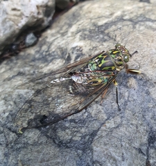 Amphipsalta