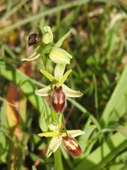 Ophrys exaltata archipelagi