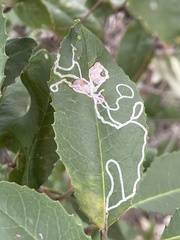 Stigmella heteromelis
