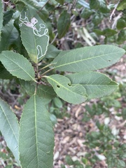 Stigmella heteromelis