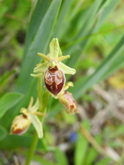 Ophrys exaltata archipelagi