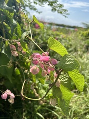 Antigonon leptopus