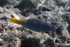 Scarus ferrugineus