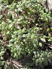 Parietaria pensylvanica
