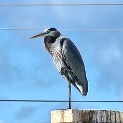 Ardea herodias