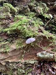 Coelostomidia