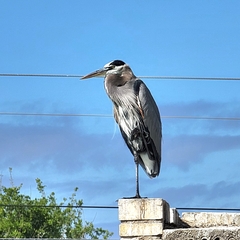 Ardea herodias