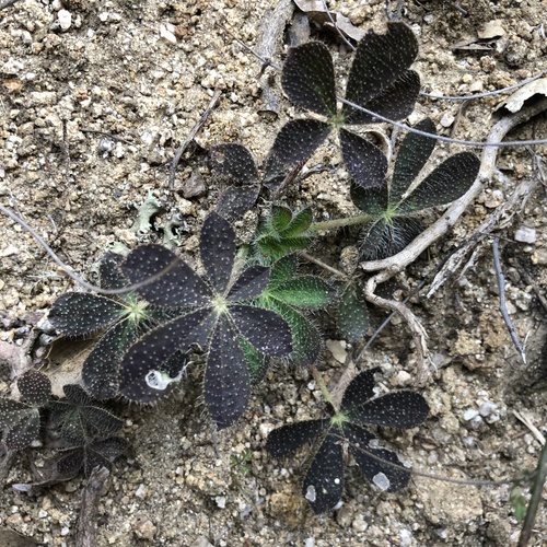 iNaturalist observation photo of Stinging Lupine