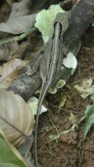 Anolis capito