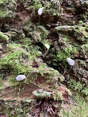Coelostomidia