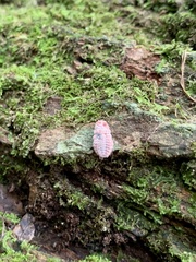 Coelostomidia
