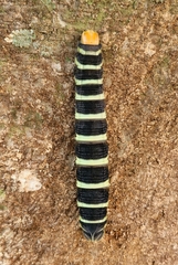 Pachylia syces