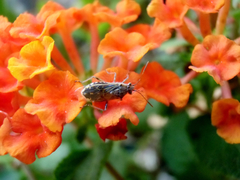 Liorhyssus